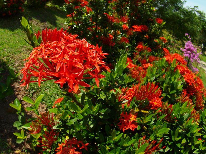 サンタンカ（山丹花）は中国南部から熱帯アジア原産の常緑低木に咲く花