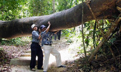 タンジュン･トゥアンの自然保護区。ジャングルトレッキング