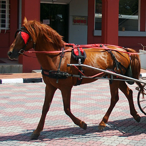 馬車が駆け抜ける街 ジャラン・コタ通り The Horse-drawn carriage on Jalan Kota.