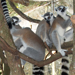 その名の通り「輪」模様の長い「尾」が特徴"Ring Tailed Lemur"