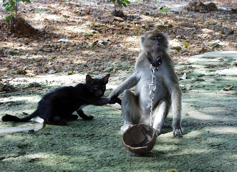 お猿さんとネコ。仲良くしようぜ♪