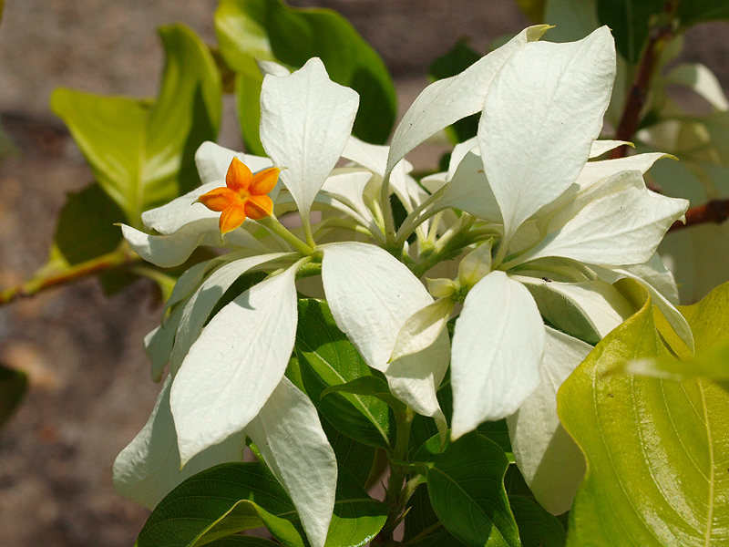 コンロンカ 崑崙花 白い葉っぱのようなモノは伝説の崑崙山に積もる