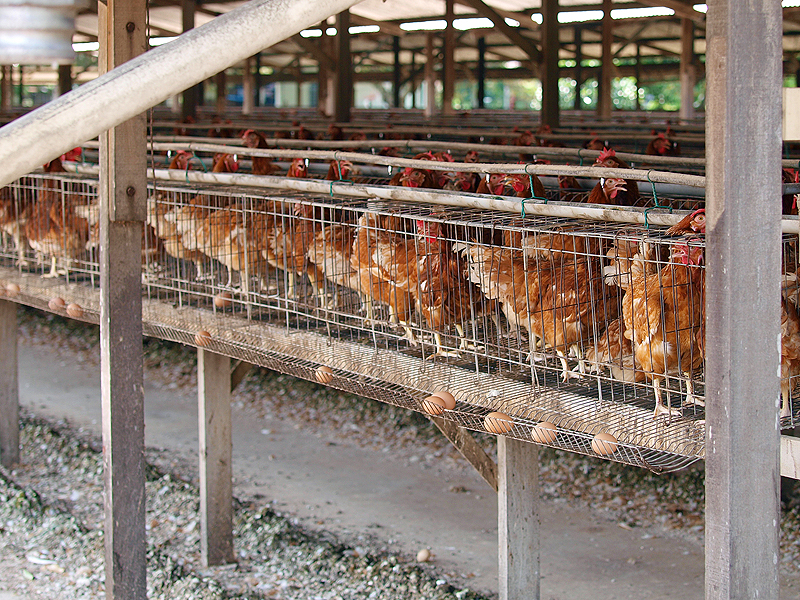 養鶏場のニワトリが作る循環型堆肥システムと新鮮なタマゴ