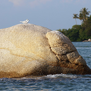 年間600種を越える渡り鳥が羽を休めるプラウ・ブサ島はバードサンクチュアリ