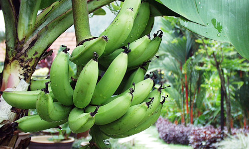 マラッカのバナナ