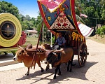 牛車　Bullock Cart Rides